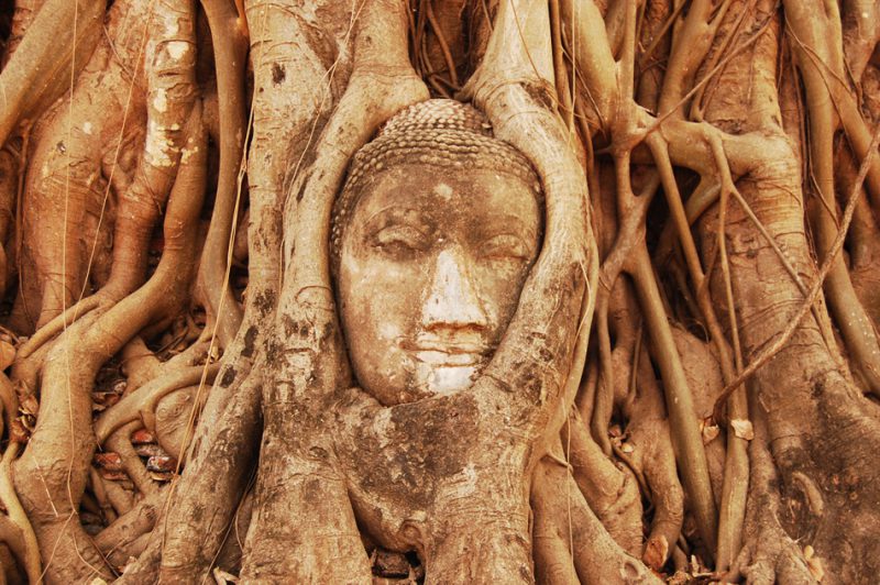Голова Будды в дереве - древний город Аюттайя, Таиланд