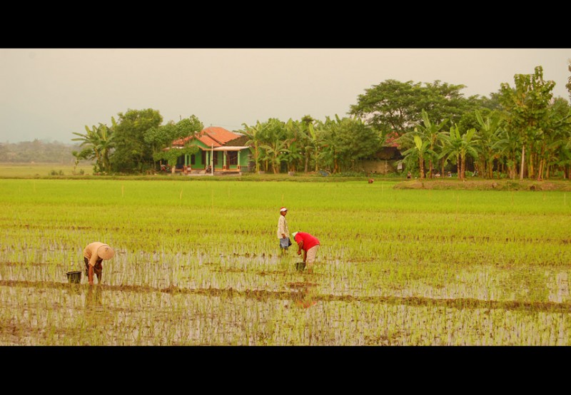 Рисовые поля на острове Ява Индонезия