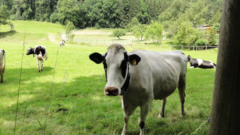 Коровы на склонах Баварии