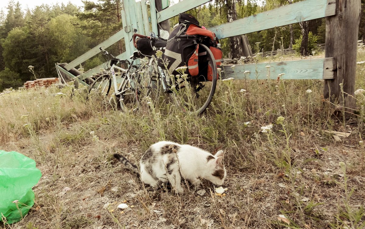 Кошка с котятами живет одна в летнике