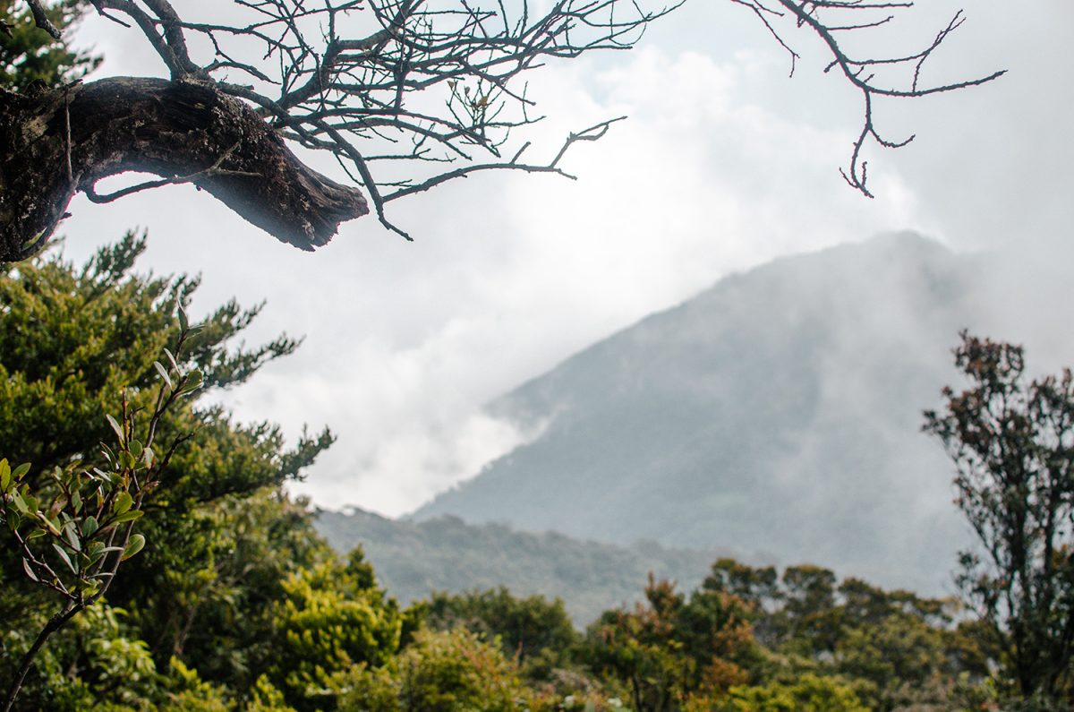 Подъем на гору-вулкан Геде в парке Пангранго на острове Ява